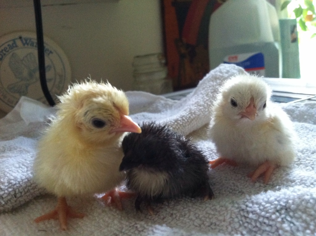 Serama Hatching Egg Whittville Backyard Farm