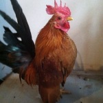 Smooth Serama Chicken