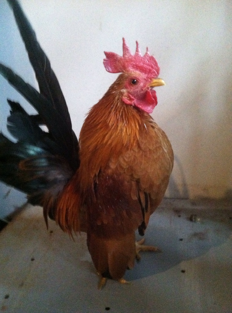 Smooth Serama Chicken | Whittville Backyard Farm