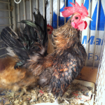 Silkied Serama Chicken